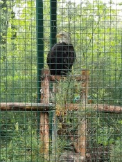 Wildlife Refuge - Bald Eagle